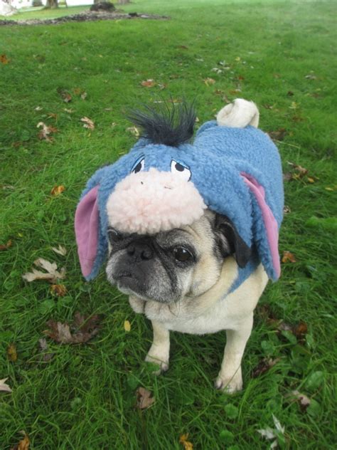 The Pugs Halloween Costumes From Petsmart Emily Reviews