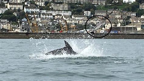 Dolphin Pictured Killing Porpoise By Flipping It Into Air Bbc News