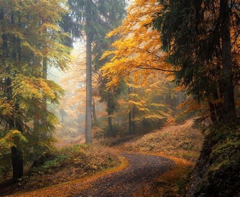 Forest Road Thuringia Germany By Heiko Gerlicher Heikogerlicher