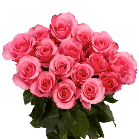 Globalrose Fresh Beautiful Pink Roses 50 Stems 50 Pink Roses Short