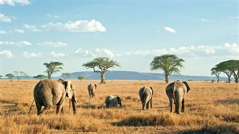 Serengeti National Park Tanzania Informatie En Tips 333travel