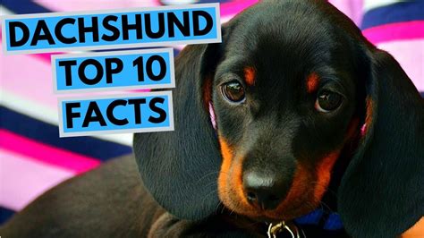 Dachshund Top 10 Interesting Facts Youtube