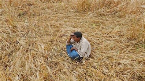 मौसम की मार से अन्नदाता बेहाल राजस्थान में 87480 हेक्टेयर खेतों की फसल