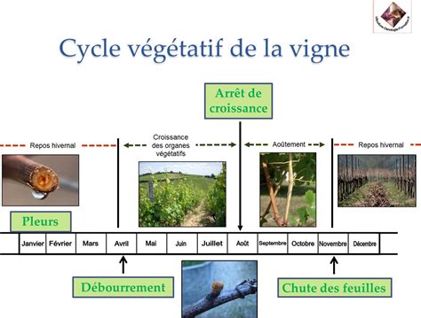 Loenologue Histoire De La Vigne Et Du Vin Dans Le Sud Ouest