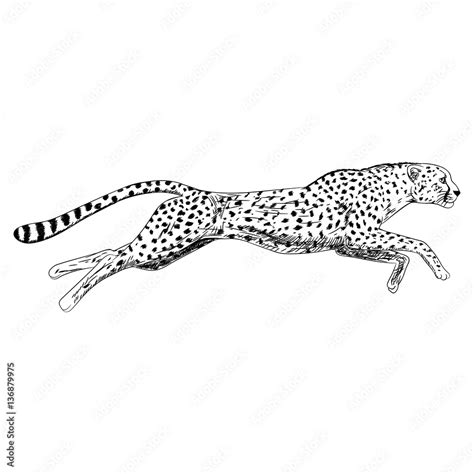 Running Cheetah Drawing