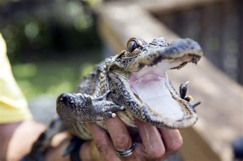 Cute Baby Alligator Stock Image Image Of Reptile