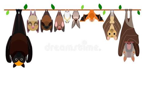 Various Bats Hanging Upside Down In A Row Various Breed Of Bats