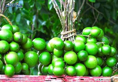 Mamones Nicaraguan Food Fruit Latin Inspired