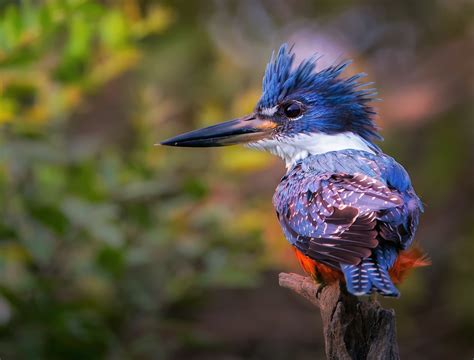 Kingfisher Hd Hd Birds 4k Wallpapers Images Backgrounds Photos And