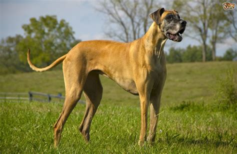 Great Dane Dog Breed Facts Highlights And Buying Advice