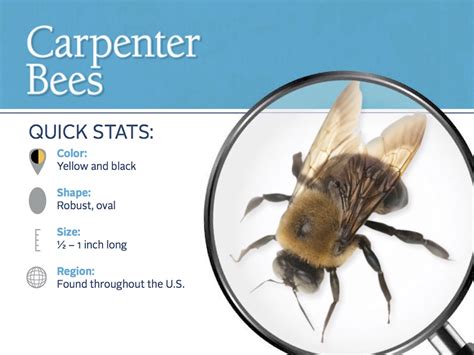 How To Get Rid Of Carpenter Bees Stings And Information