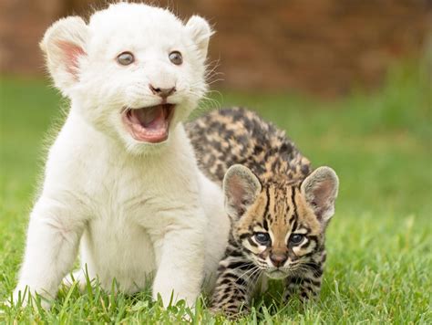 These 23 Unlikely Animal Friendships Will Melt Your Heart Best Life