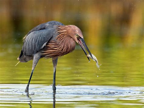 Audubon Florida Assembly 2021 | Audubon Florida