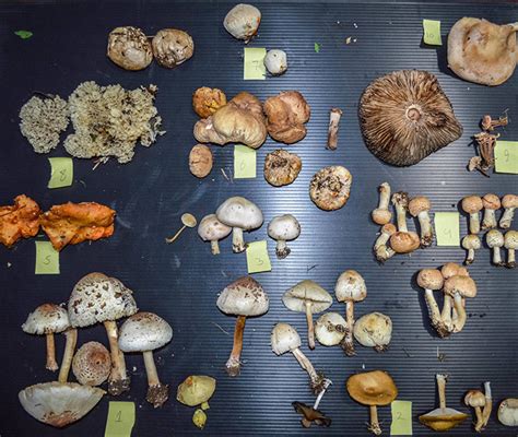 Identify Psilocybin Mushrooms Safely Identify Psilocybin Mushrooms