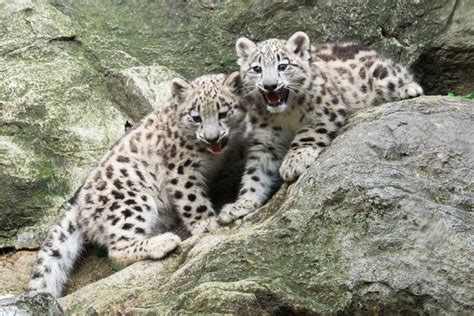Baby Snow Leopards Charm At The Bronx Zoo