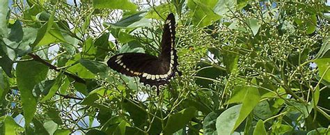 Detailed Information On Canopus Swallowtail Fuscous