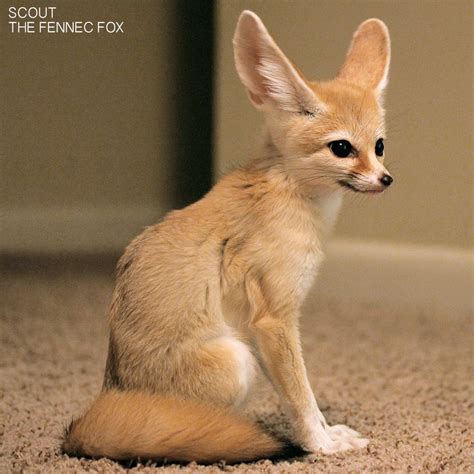 Scout The Fennec Fox The Dro