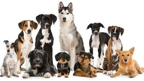 The Different Dog Breeds Spark Open Research
