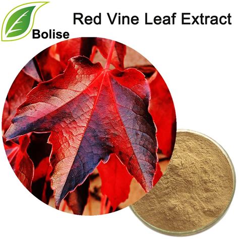 Red Vine Leaf Extract In 2021 Red Vines Vine Leaves Vines