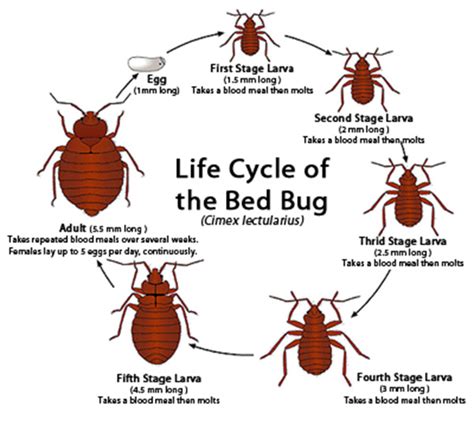 All About The Bed Bug Life Cycle 731