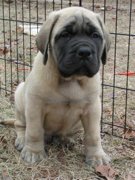 Puppies and dogs for sale in usa on puppyfinder.com. Cheap Mastiff Puppies For Sale | PETSIDI