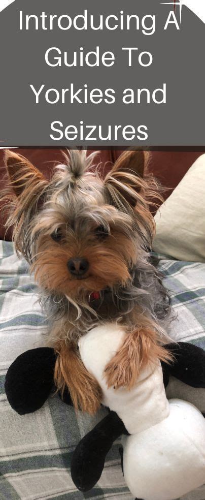 Is There A Relationship Between Yorkies And Seizures In Fact Yes Yorkies Could Suffer
