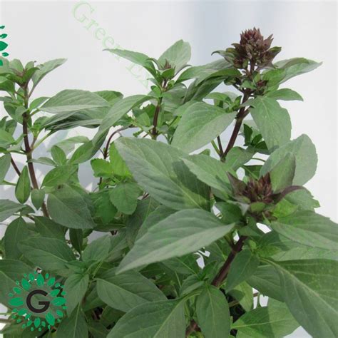 Ocimum Tenuiflorumtulsi Plantholy Basil 30cm Green Experts