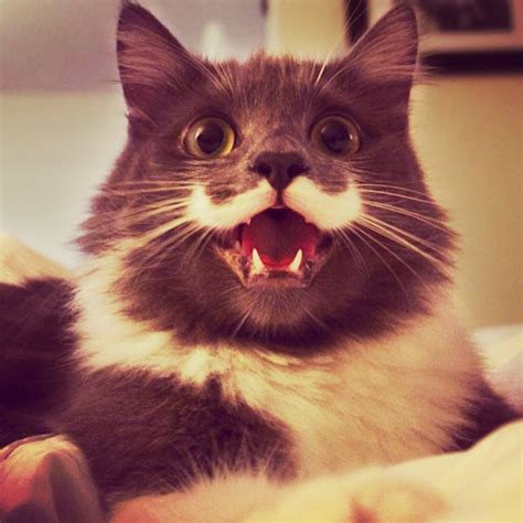 16 Of The Smiliest Cats On The Internet Bored Panda