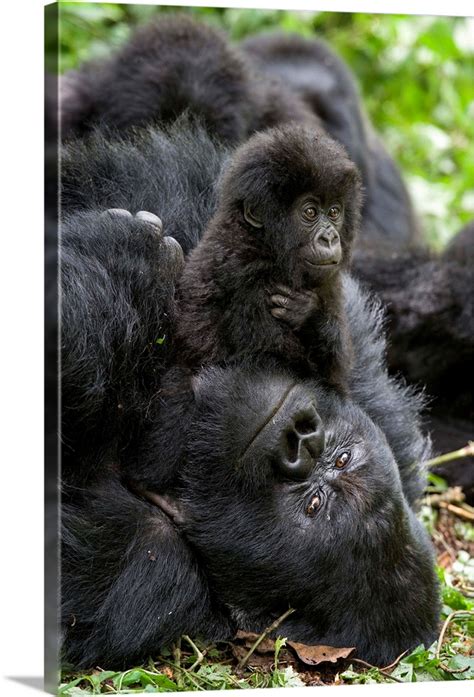 Mountain Gorilla Baby Playing On Silverback Parc National Des Volcans
