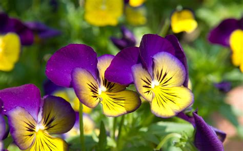 Yellow And Purple Beautiful Flowers Of Yellow And Purple Pansies