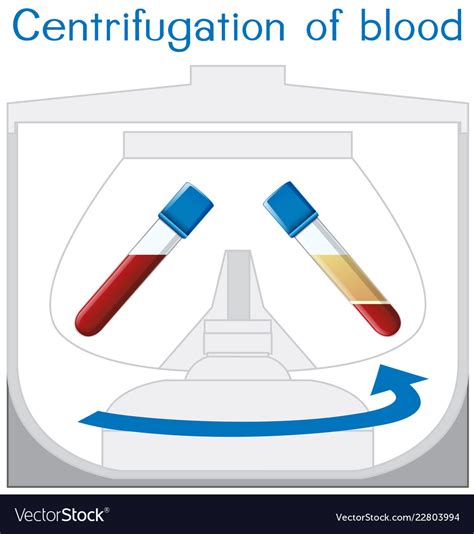 Centrifugation Blood Diagram Royalty Free Vector Image