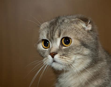 Scottish Fold Grey Cat Royalty Free Stock Photo Image
