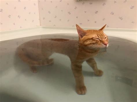 Cat In A Bathtub Cat Water Funny Animals Cats Pretty Cats