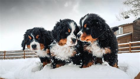 Week 8 Pupdate Bernese Mountain Dog Puppies First Snow Ep 9