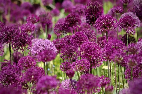 How And When To Plant Allium Bulbs Garden Ninja Lee Burkhill Garden Design