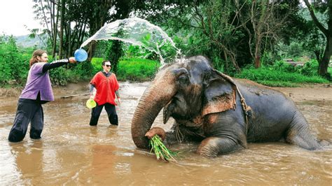 best elephant sanctuary chiang mai couple travel the world