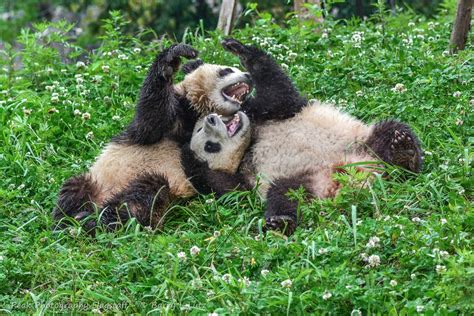 Giant Pandas In China High Fives High Five Panda Wildlife Photos