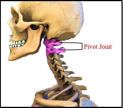 What Is Pivot Joint What Type Of Movement Pivotal Tutorix