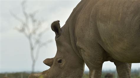 Can The Northern White Rhino Come Back From The Edge Of Extinction