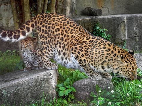 Brookfields Amur Leopard Cub Makes Public Debut La Grange Il Patch