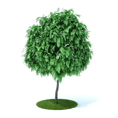 Green Small Leafed Tree 3d Model Cgtrader