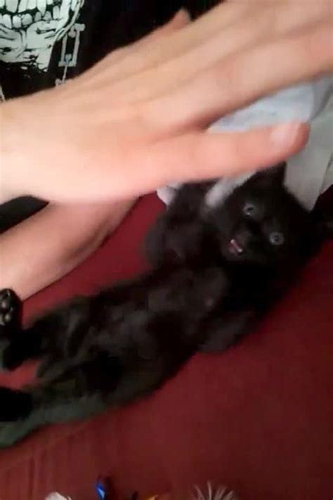 Surprised Kitten Gets Belly Rub Jukin Licensing