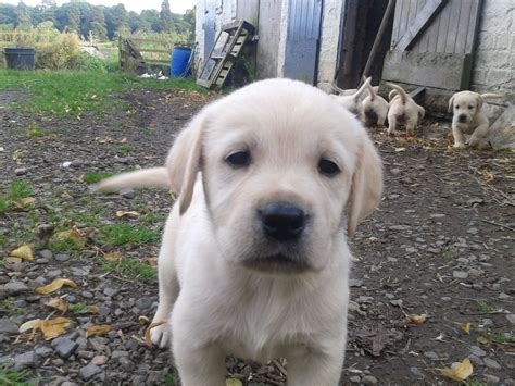 Golden Retriever X Labrador Puppies For Sale Cumnock