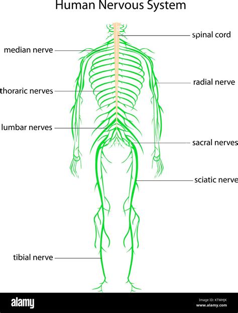 Nervous System With Labels High Resolution Stock Photography And Images
