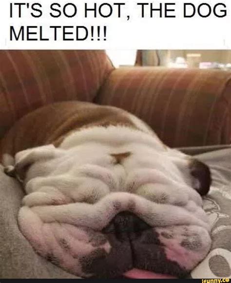 √ Dog Tired Meme