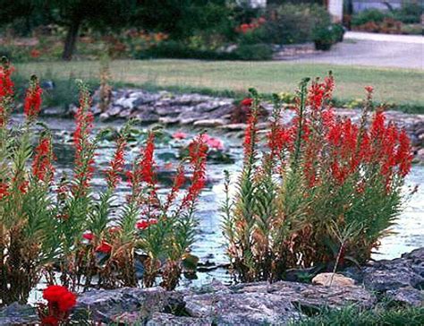 Lobelia Cardinalis Or Cardinal Flower Bog Plant Arizona Aquatic Gardens