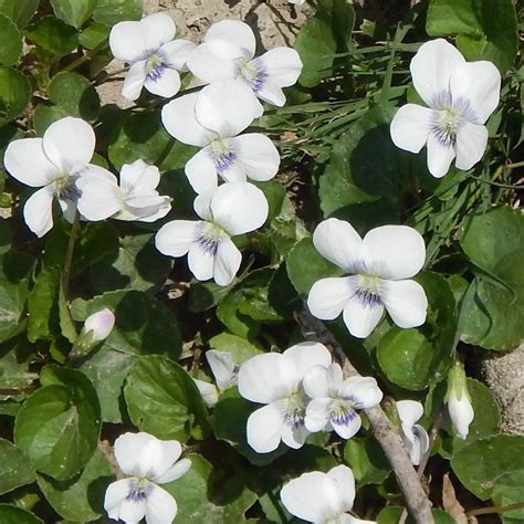 Violet Species Violaceae Wild Seed Project