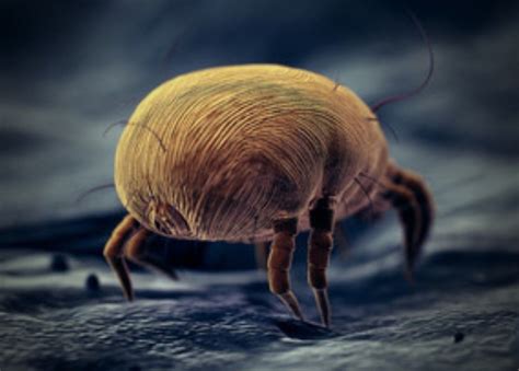 How To Get Rid Of Dust Mites In Stuffed Animals All About Dust Mites