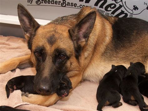 Vollmond German Shepherd Puppies For Sale Chicago Illinois Area