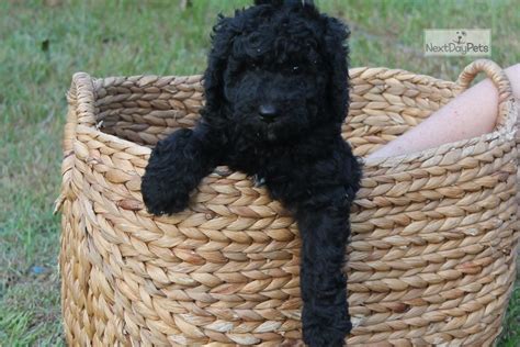 Black Female Poodle Standard Puppy For Sale Near Albany